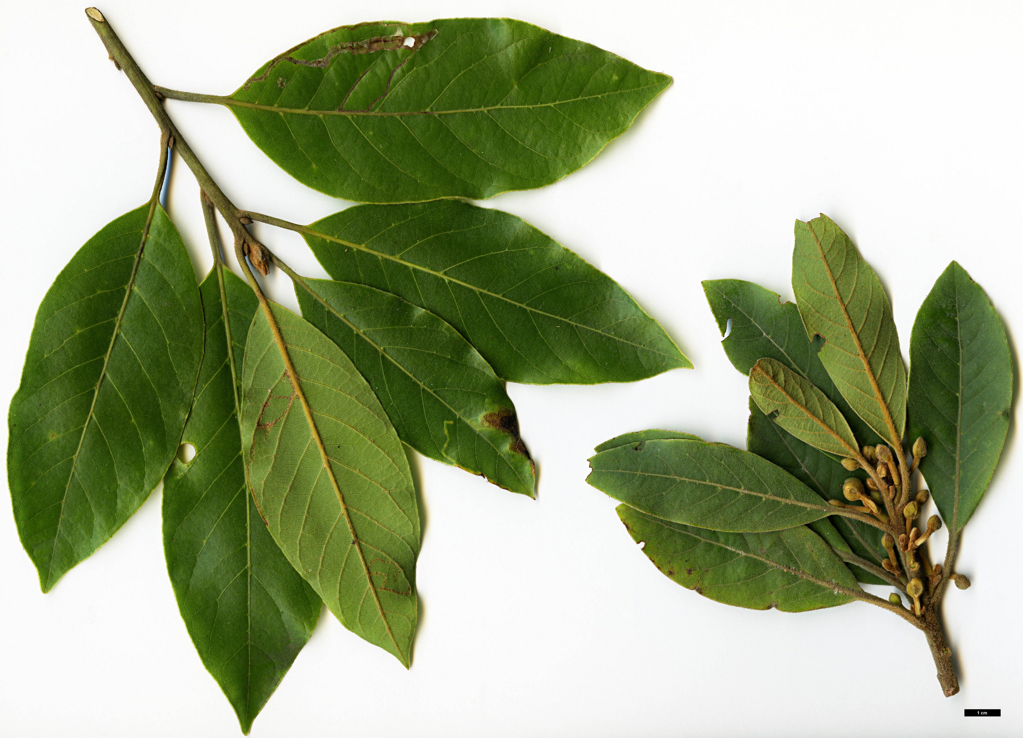 High resolution image: Family: Lauraceae - Genus: Laurus - Taxon: novocanariensis